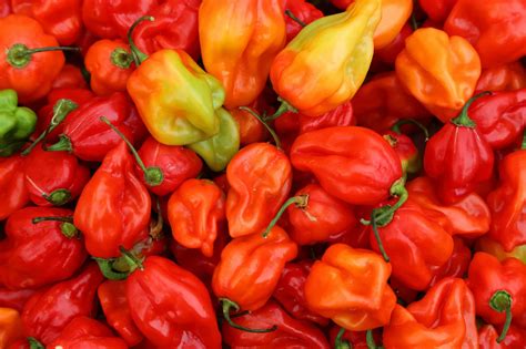 Habanero .